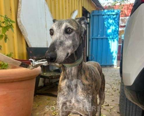 Capy-Galgo_11 Capy-Galgo