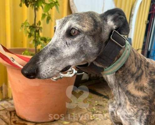 Capy-Galgo_12 Capy-Galgo