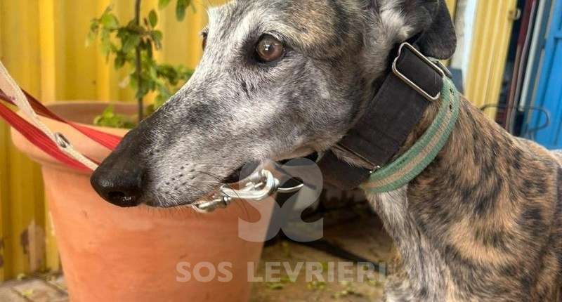 Capy-Galgo
