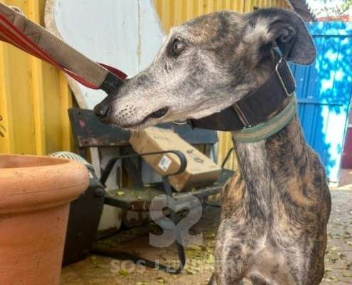 Capy-Galgo_13 Capy-Galgo