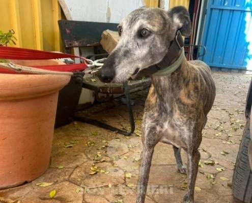 Capy-Galgo_14 Capy-Galgo