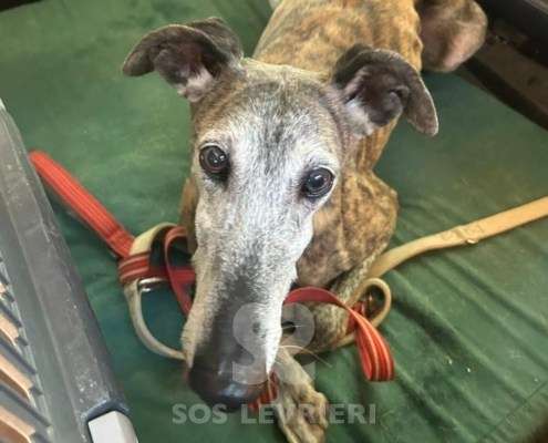 Capy-Galgo_15 Capy-Galgo