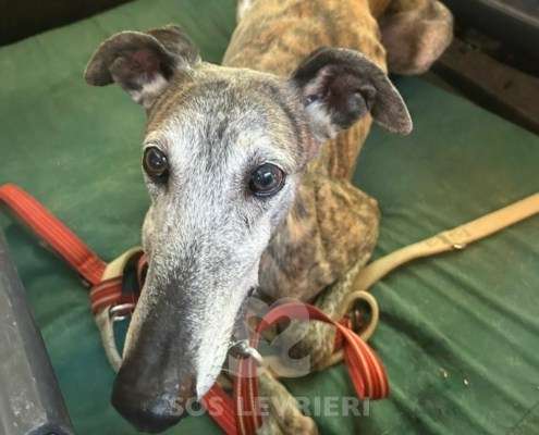 Capy-Galgo_16 Capy-Galgo