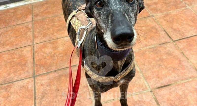 Chispa-Galgo