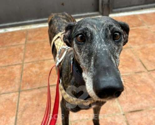 Chispa-Galgo