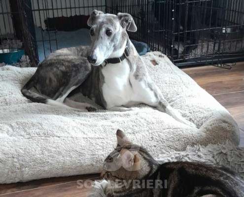 Gina-Greyhound_11 Gina-Greyhound