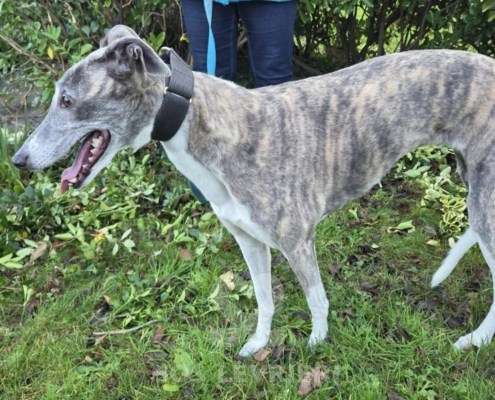 Gina-Greyhound_13 Gina-Greyhound
