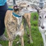 Gracie-Greyhound