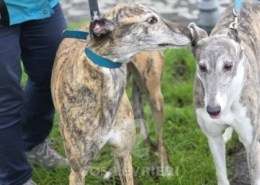 Gracie-Greyhound