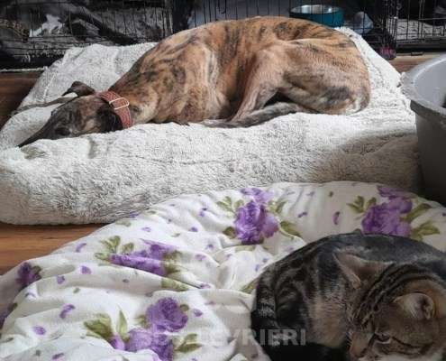 Gracie-Greyhound