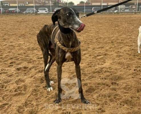 Laga-Galgo_11 Laga-Galgo