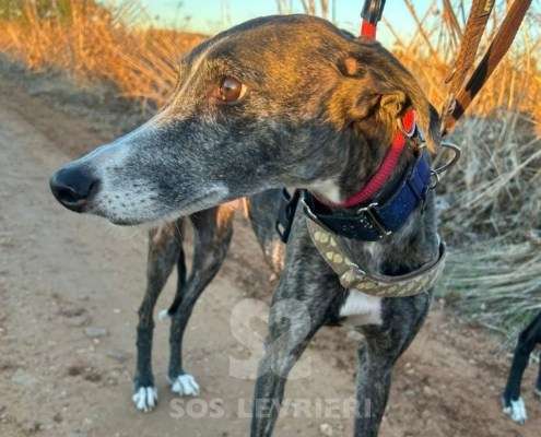 Laga-Galgo_12 Laga-Galgo