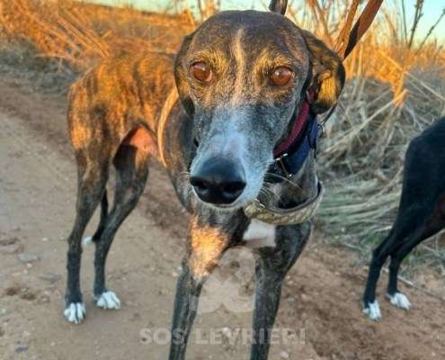 Laga-Galgo_14 Laga-Galgo