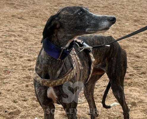 Laga-Galgo_15 Laga-Galgo