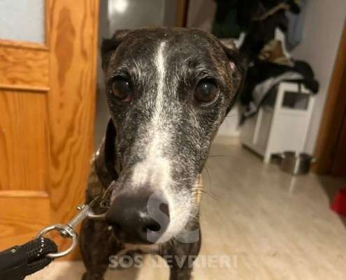 Laga-Galgo_16 Laga-Galgo