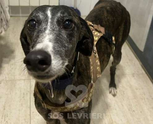 Laga-Galgo_17 Laga-Galgo