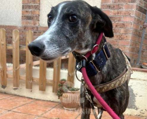 Laga-Galgo_18 Laga-Galgo