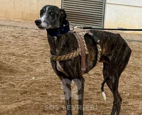 Laga-Galgo_19 Laga-Galgo