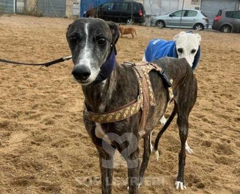 Laga-Galgo_20 Laga-Galgo