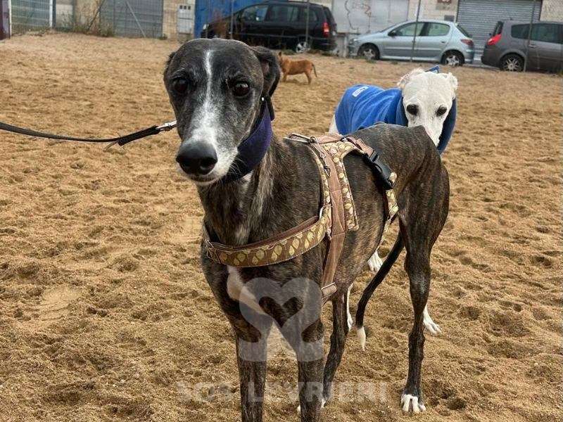 Laga-Galgo_20 Laga-Galgo