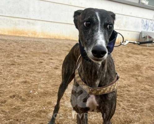 Laga-Galgo_21 Laga-Galgo