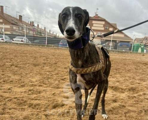 Laga-Galgo_22 Laga-Galgo