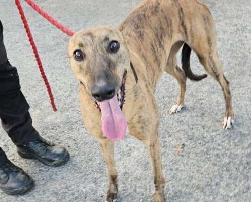 Lucrezia-Greyhound_11 Lucrezia-Greyhound