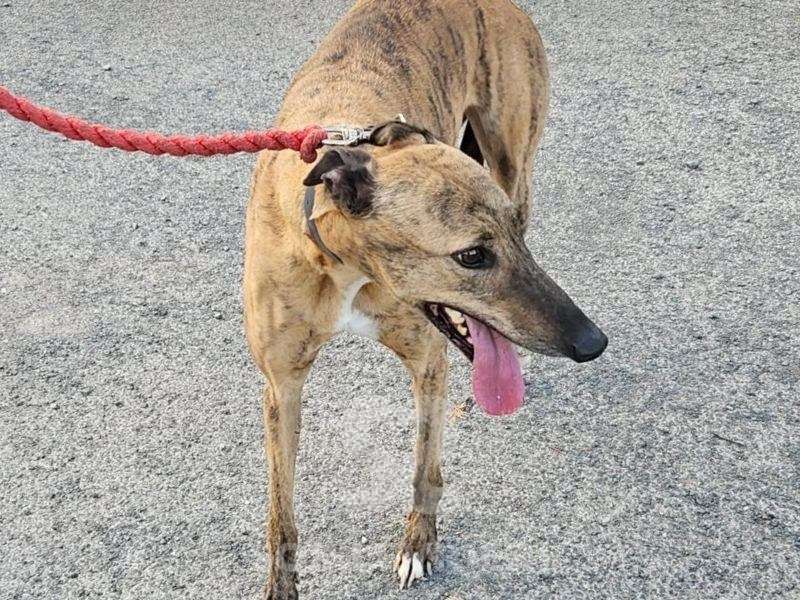 Lucrezia-Greyhound_12 Lucrezia-Greyhound