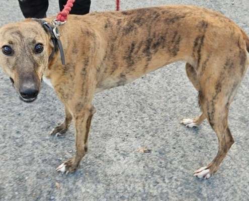 Lucrezia-Greyhound_14 Lucrezia-Greyhound