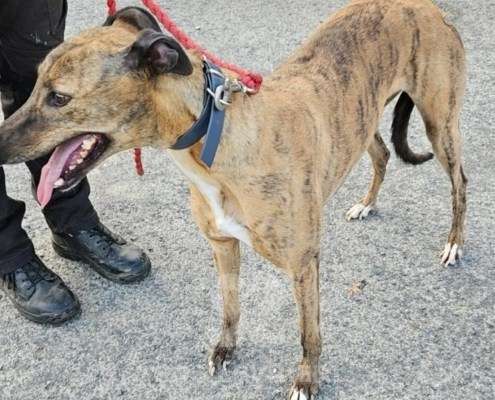 Lucrezia-Greyhound_15 Lucrezia-Greyhound