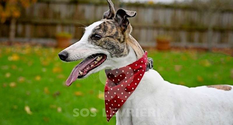Suzanne-Greyhound
