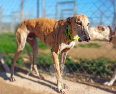 Aslan-Galgo_11 Aslan-Galgo