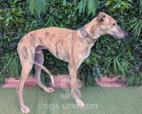 Aslan-Galgo_12 Aslan-Galgo