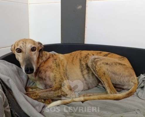 Aslan-Galgo_13 Aslan-Galgo