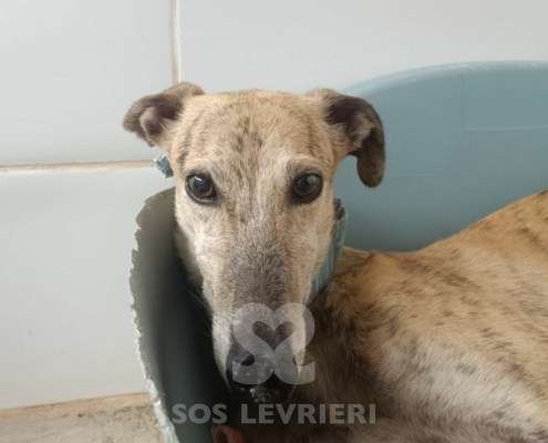 Aslan-Galgo_14 Aslan-Galgo