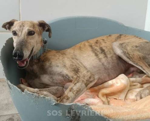 Aslan-Galgo_15 Aslan-Galgo