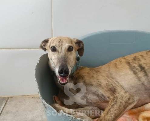 Aslan-Galgo_16 Aslan-Galgo