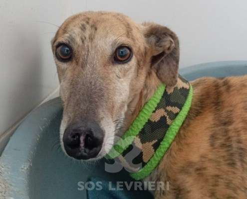 Aslan-Galgo_17 Aslan-Galgo