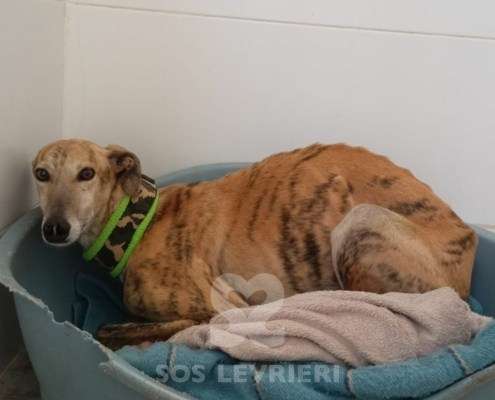 Aslan-Galgo_18 Aslan-Galgo