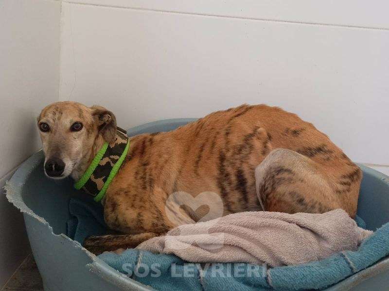 Aslan-Galgo_18 Aslan-Galgo