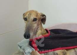 Aslan-Galgo