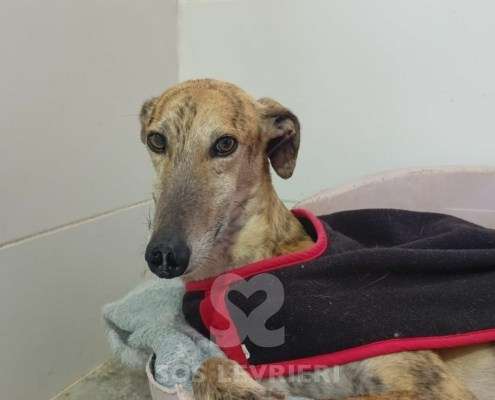 Aslan-Galgo