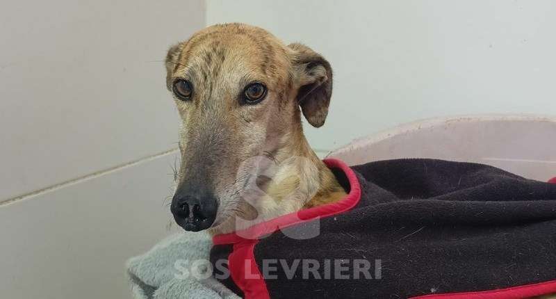 Aslan-Galgo