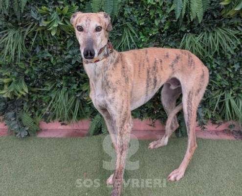 Aslan-Galgo_20 Aslan-Galgo