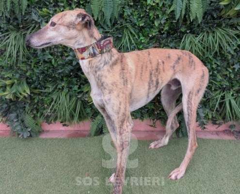 Aslan-Galgo_21 Aslan-Galgo