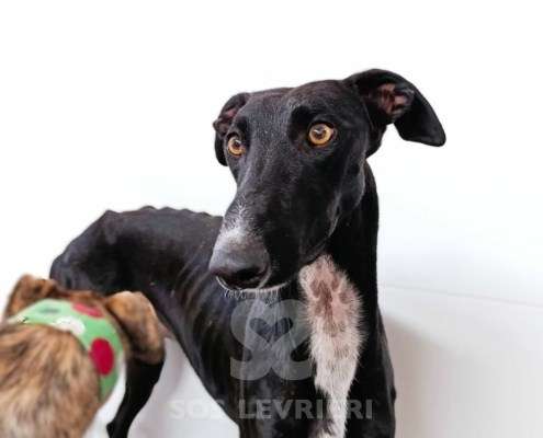 Astro-Galgo_11 Astro-Galgo