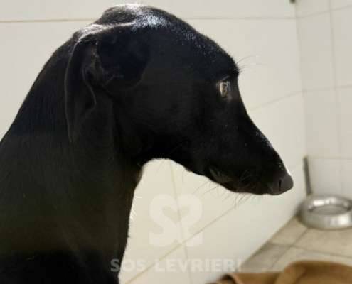 Astro-Galgo_12 Astro-Galgo