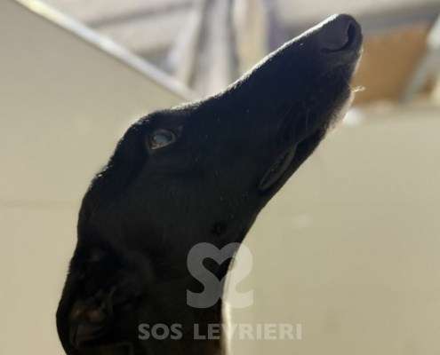 Astro-Galgo_13 Astro-Galgo