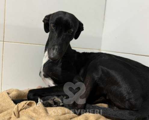 Astro-Galgo_14 Astro-Galgo