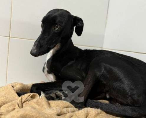 Astro-Galgo_15 Astro-Galgo